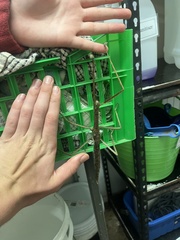 Acrophylla wuelfingi