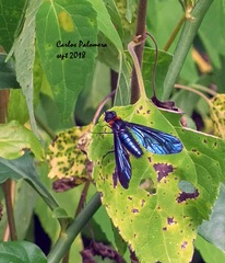 Cyananthrax cyanopterus