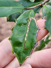 Phytomyza opacae