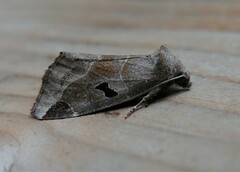 Plagiomimicus pityochromus