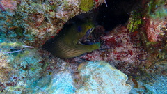 Gymnothorax funebris