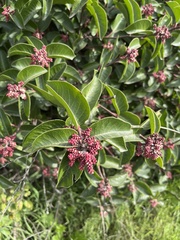Anacardiaceae