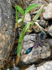 Eremnophila