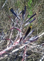 Puya coerulea violacea