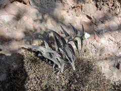 Tradescantia sillamontana