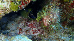 Gymnothorax funebris