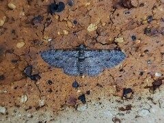 Sigilliclystis insigillata