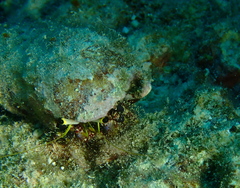 Dardanus lagopodes