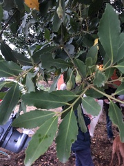 Laurelia sempervirens