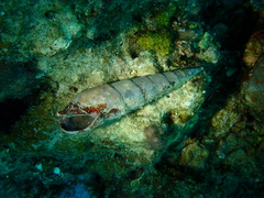Terebridae