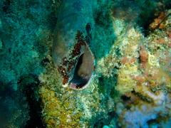 Terebridae