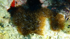 Lebrunia neglecta