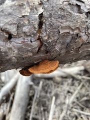 Gloeophyllum sepiarium