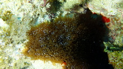 Lebrunia neglecta