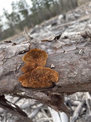 Gloeophyllum sepiarium