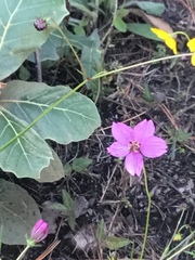 Cosmos linearifolius