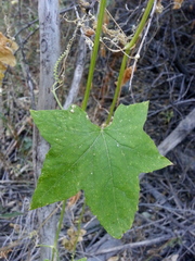 Echinocystis lobata