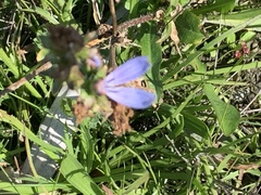 Cichorium intybus