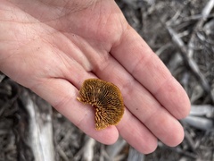 Gloeophyllum sepiarium