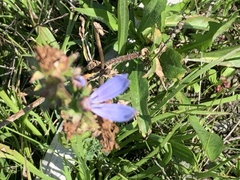 Cichorium intybus