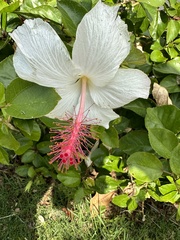 Hibiscus arnottianus