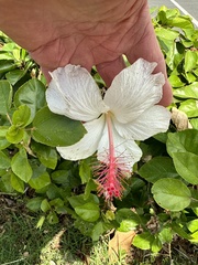 Hibiscus arnottianus