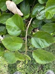 Hibiscus arnottianus