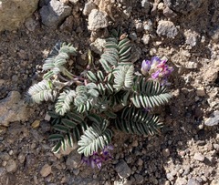 Astragalus vesiculosus