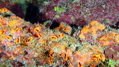 Hyattella cavernosa