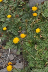Calceolaria filicaulis