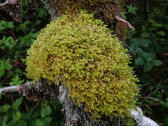 Antitrichia curtipendula