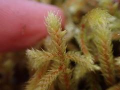 Antitrichia curtipendula