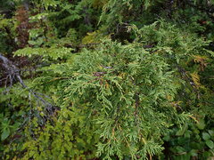 Cupressus nootkatensis