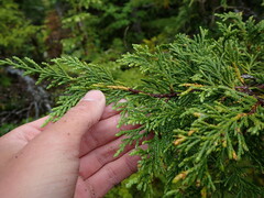 Cupressus nootkatensis