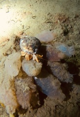 Pagurus acadianus
