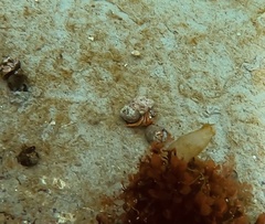 Pagurus acadianus