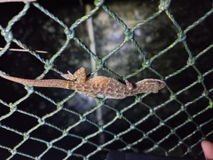 Cyrtodactylus marmoratus