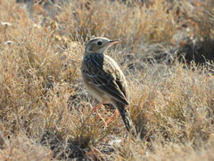 Anthus spragueii