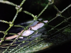 Cyrtodactylus marmoratus