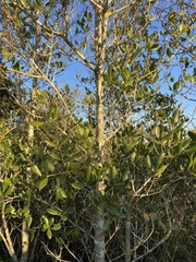 Quercus myrtifolia