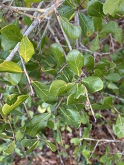 Quercus myrtifolia
