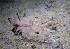 Dactyloptena orientalis