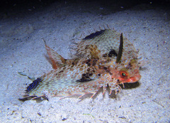 Dactyloptena orientalis