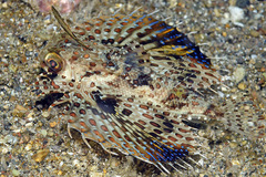 Dactyloptena orientalis