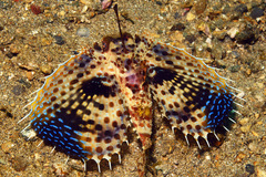 Dactyloptena orientalis