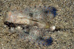 Dactyloptena orientalis