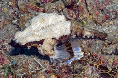 Eurypegasus draconis