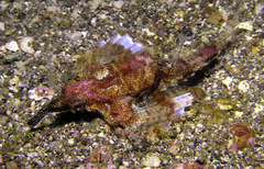 Eurypegasus draconis