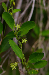 Vincetoxicum carnosum