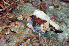 Eurypegasus draconis